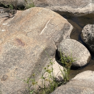 Cyperus eragrostis at Jerangle, NSW - 28 Jan 2024