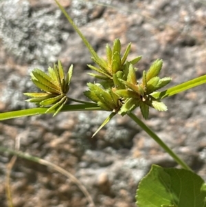 Cyperus eragrostis at Jerangle, NSW - 28 Jan 2024