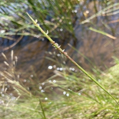 Hemarthria uncinata (Matgrass) at Jerangle, NSW - 28 Jan 2024 by JaneR