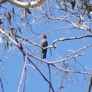 Eurystomus orientalis at Aranda Bushland - 1 Feb 2024