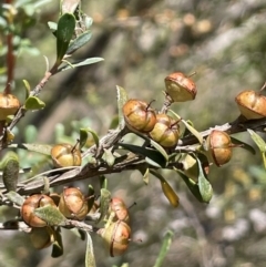 Leptospermum obovatum (River Tea Tree) at Jerangle, NSW - 28 Jan 2024 by JaneR