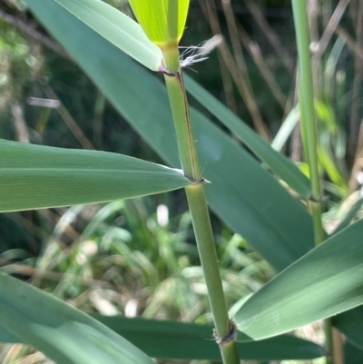 Phragmites australis (Common Reed) at Jerangle, NSW - 28 Jan 2024 by JaneR