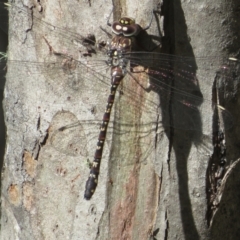 Austroaeschna multipunctata (Multi-spotted Darner) at Tidbinbilla Nature Reserve - 28 Jan 2024 by Christine