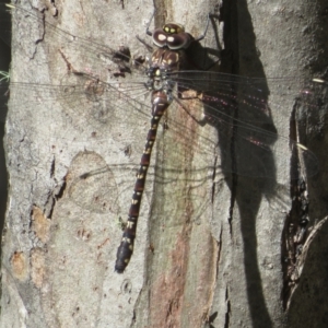 Austroaeschna multipunctata at Tidbinbilla Nature Reserve - 29 Jan 2024 09:27 AM