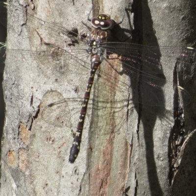 Austroaeschna multipunctata (Multi-spotted Darner) at Kambah, ACT - 28 Jan 2024 by Christine