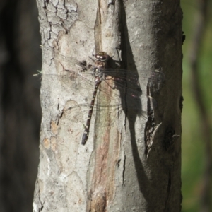 Austroaeschna multipunctata at Tidbinbilla Nature Reserve - 29 Jan 2024 09:27 AM