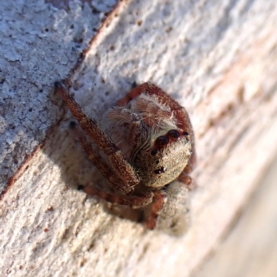Arasia mollicoma (Flat-white Jumping Spider) at Point 4152 - 12 Jan 2024 by CathB