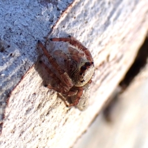 Arasia mollicoma at Point 4152 - 13 Jan 2024 07:33 AM