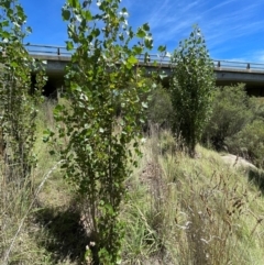 Populus nigra (Lombardy Poplar) at Jerangle, NSW - 28 Jan 2024 by JaneR