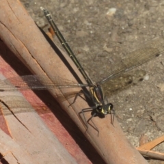 Austroargiolestes sp. (genus) (Flatwing) at Paddys River, ACT - 28 Jan 2024 by Christine