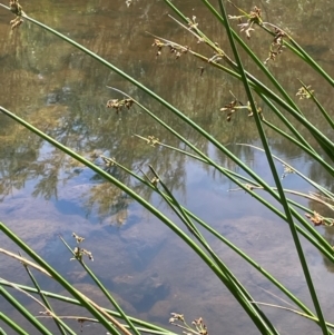 Schoenoplectus tabernaemontani at Jerangle, NSW - 28 Jan 2024