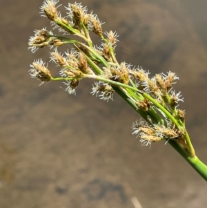 Schoenoplectus tabernaemontani at Jerangle, NSW - 28 Jan 2024