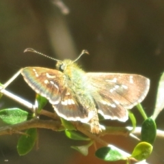 Dispar compacta (Barred Skipper) at Tidbinbilla Nature Reserve - 28 Jan 2024 by Christine