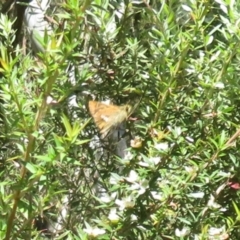 Dispar compacta at Tidbinbilla Nature Reserve - 29 Jan 2024