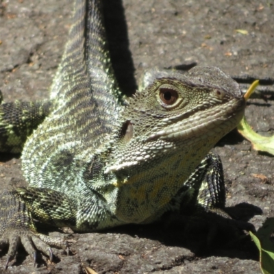 Unidentified Dragon at Paddys River, ACT - 28 Jan 2024 by Christine