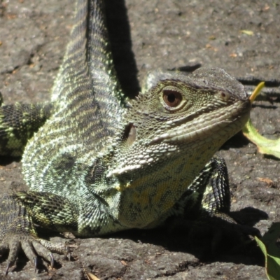 Intellagama lesueurii howittii (Gippsland Water Dragon) at Tidbinbilla Nature Reserve - 29 Jan 2024 by Christine