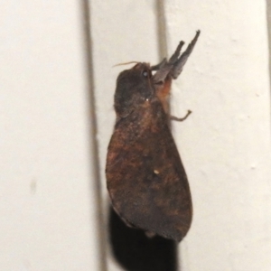 Elhamma australasiae at Wanniassa, ACT - 29 Jan 2024 10:25 PM