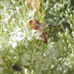 Unidentified Wasp (Hymenoptera, Apocrita) at Tidbinbilla Nature Reserve - 29 Jan 2024 by Christine