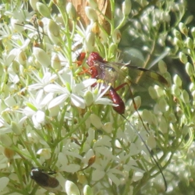 Unidentified Wasp (Hymenoptera, Apocrita) at Paddys River, ACT - 29 Jan 2024 by Christine