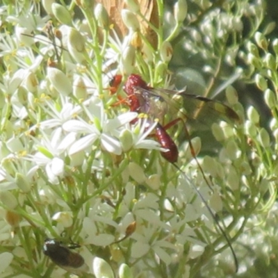 Ichneumonoidea (Superfamily) (A species of parasitic wasp) at Tidbinbilla Nature Reserve - 29 Jan 2024 by Christine