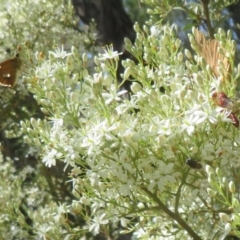 Ichneumonoidea (Superfamily) at Tidbinbilla Nature Reserve - 29 Jan 2024 11:43 AM