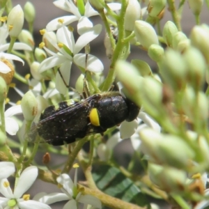 Odontomyia hunteri at Tidbinbilla Nature Reserve - 29 Jan 2024 11:43 AM