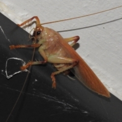 Gryllacrididae (family) (Wood, Raspy or Leaf Rolling Cricket) at Wanniassa, ACT - 28 Jan 2024 by JohnBundock