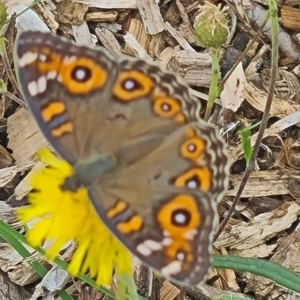 Junonia villida at National Arboretum Woodland - 25 Jan 2024