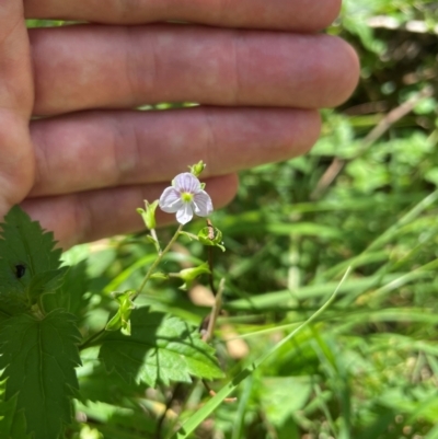 Veronica grosseserrata (A Speedwell) at Uriarra Village, ACT - 1 Feb 2024 by nathkay