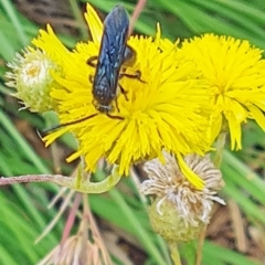 Scoliidae sp. (family) (Unidentified Hairy Flower Wasp) at National Arboretum Woodland - 25 Jan 2024 by galah681