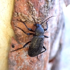 Alleculinae sp. (Subfamily) (Unidentified Comb-clawed beetle) at Aranda, ACT - 12 Jan 2024 by CathB