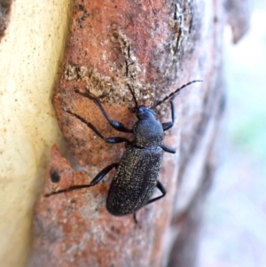 Alleculinae sp. (Subfamily) at Aranda Bushland - 13 Jan 2024