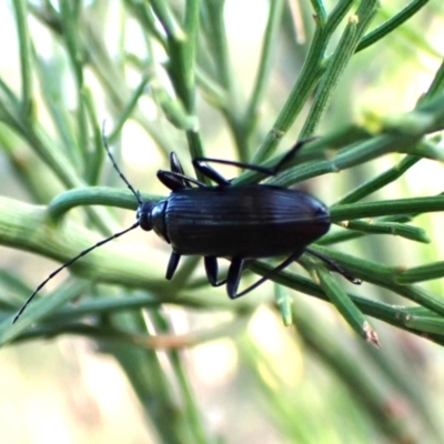Tanychilus sp. (genus) (Comb-clawed beetle) at Aranda Bushland - 12 Jan 2024 by CathB