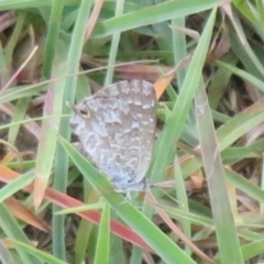 Theclinesthes serpentata (Saltbush Blue) at Woodstock Nature Reserve - 31 Jan 2024 by Christine