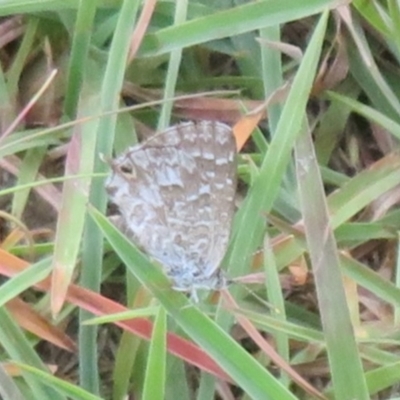 Theclinesthes serpentata (Saltbush Blue) at Strathnairn, ACT - 30 Jan 2024 by Christine