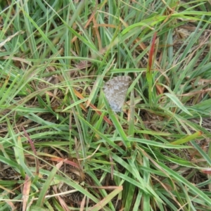 Theclinesthes serpentata at Woodstock Nature Reserve - 31 Jan 2024