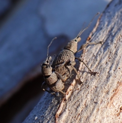 Merimnetes oblongus (Radiata pine shoot weevil) at Aranda Bushland - 12 Jan 2024 by CathB