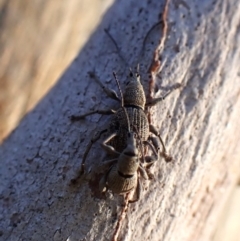 Merimnetes oblongus at Aranda Bushland - 13 Jan 2024