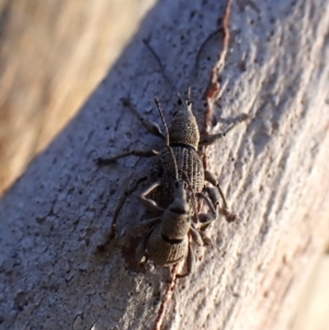 Merimnetes oblongus at Aranda Bushland - 13 Jan 2024