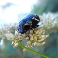 Paropsisterna irina (Irina leaf beetle) at Aranda Bushland - 12 Jan 2024 by CathB