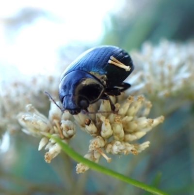 Paropsisterna irina (Irina leaf beetle) at Aranda Bushland - 12 Jan 2024 by CathB