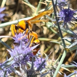 Delta bicinctum at Sth Tablelands Ecosystem Park - 1 Feb 2024