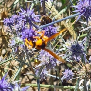 Delta bicinctum at Sth Tablelands Ecosystem Park - 1 Feb 2024