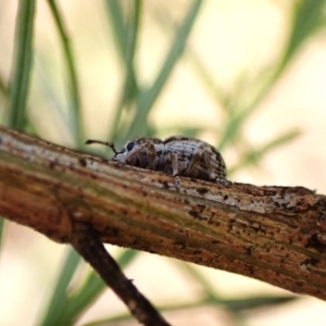 Entiminae (subfamily) at Aranda Bushland - 13 Jan 2024 07:15 AM