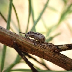 Entiminae (subfamily) at Aranda Bushland - 13 Jan 2024 07:15 AM