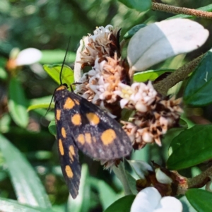 Asura cervicalis at ANBG - 1 Feb 2024