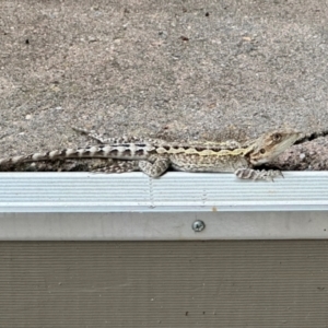 Amphibolurus muricatus at Calwell, ACT - 31 Jan 2024 11:56 AM