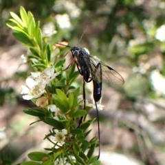 Aulacidae (family) (Aulacid parasitic wasps) at Cook, ACT - 12 Jan 2024 by CathB