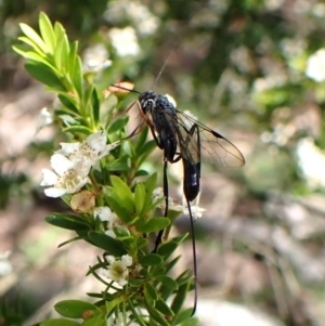 Aulacidae (family) at Cook, ACT - suppressed