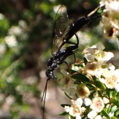 Aulacidae (family) at Cook, ACT - suppressed